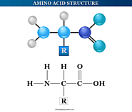 Amino Acids - Definition, Formula, Structure, Types, Examples