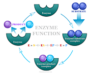 Enzymes - Definition, Function Classification, Examples