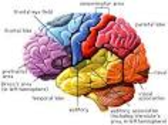 Brain Facts - DynamicBrain