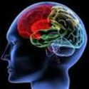 5 Brain Facts - DynamicBrain