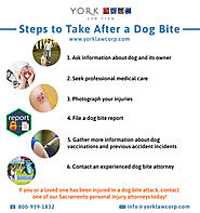Steps to take after a dog bite Accident - Personal Injury lawyers in Sacramento - Yorklawcorp USA