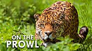 Jaguar Hunts Tapir