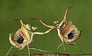 Praying Mantis Facts | Eggs | Eat | Male vs Female | Hurt You