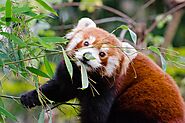 Red Panda Facts | Habitat | Pictures | Images | Bear