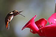 Interesting Facts About Hummingbirds | Feeders | Pictures