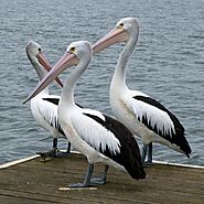 5 Interesting Facts About Pelicans | Birds | Images