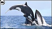 This Is Why All Whales Are Afraid of Orca