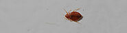 Signs Your Home Has Been Infested by Bed Bugs