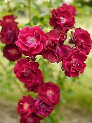 Pink Rose (Rosa polyantha)