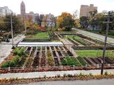 Michigan Urban Farming Initiative Vying For $40K Grant