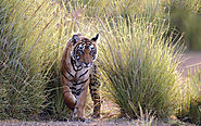 Ranthambore National Park Safari | Ranthambore Tiger Reserve