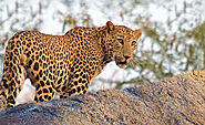 Book Jawai Leopard Safari online at SnapTours