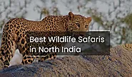5 Best Wildlife Safaris in North India to Visit in 2022
