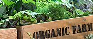 Best Organic Wholesale Distributors in India - Herbica Naturals