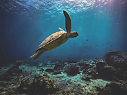 Green Sea Turtles