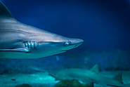 Whitetip Reef Sharks