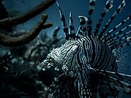 Lionfish