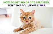 HOW TO GET RID OF CAT SPRAYING: SOLUTIONS & TIPS - THE REAL LAW OF ATTRACTION & MANIFESTATION METHODS