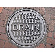 Do rats live in Drains?