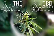 Website at https://solaceedibles.org/how-medical-marijuana-works-on-these-six-health-conditions/