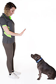 DOG TRAINING CLASSES IN SYDNEY