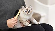 Best way to Groom my Cat - Cat Grooming tips : cat-cute-meow