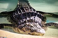 Get a Glimpse of the World of Crocodiles at Crocosaurus Cove