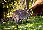 Say Hi to Australia’s Favorite – Kangaroos!