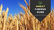 Website at https://agriculturereview.com/2020/12/wheat-farming-guide.html