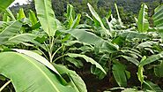 Website at https://agriculturereview.com/2021/01/banana-farming-guide.html