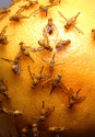 Is Organic Better? Ask a Fruit Fly