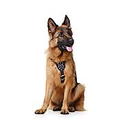 TIPS TO IDENTIFY A FULL BLOODED GERMAN SHEPHERD