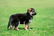 Steps to Train Your Full Breed German shepherd Puppies