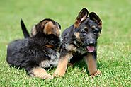 Tips to Find the Best German shepherd Puppies for Sale Cheap
