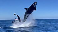 Stunning footage of orca leaping 15 feet out of water while hunting dolphins - Oddly Interesting