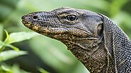 Lizard blood may treat cancer claim Thai researcher - Oddly Interesting
