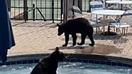 Watch a group of bears crash pool party in Tennessee - Oddly Interesting