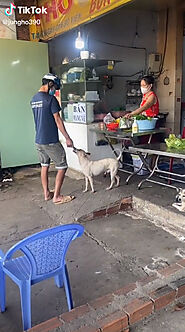 Dog in Vietnam is the 'cashier' of this eatery - Oddly Interesting