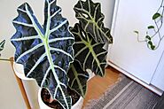 Soltech's Top-10: Favorite Tropical Indoor Plants • Soltech Solutions