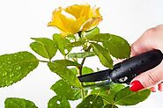 Pruning 101: How To Prune Your House Plants • Soltech Solutions