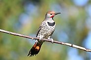 Top 10 Amazing Woodpeckers In Ohio - Devoted To Nature