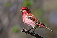 Top 10 Birds with Red on Head(With Pictures) - Devoted To Nature
