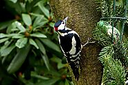 Top 10 Types of Woodpeckers (With Pictures) - Devoted To Nature