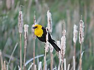 Top 10 Yellow And Black Birds(Pictures And Info) - Devoted To Nature