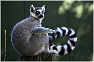 10 Black And White Animals(Pictures And Info) - Devoted To Nature