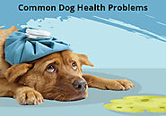 10 Most Common Health Problems in Dogs - BestVetCare