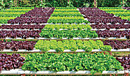 Vegetable Growing Season Chart in India