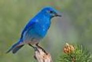 BlueBird - Google Search