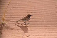 Dune Lark