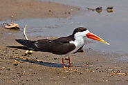 African Skimmer